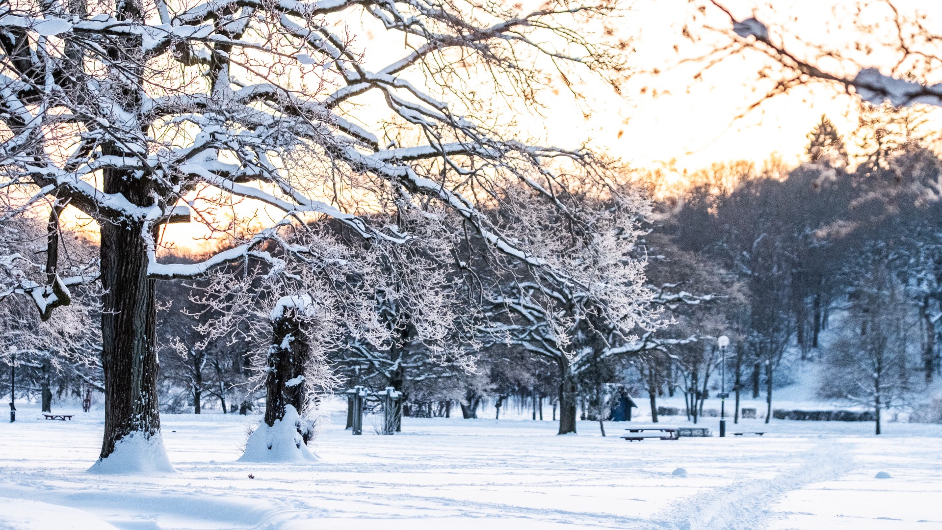 En av sälarna i Slottsskogen har avlidit i fågelinfluensa