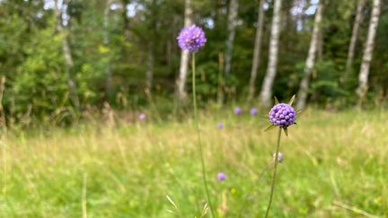 Lila blommor på en äng.