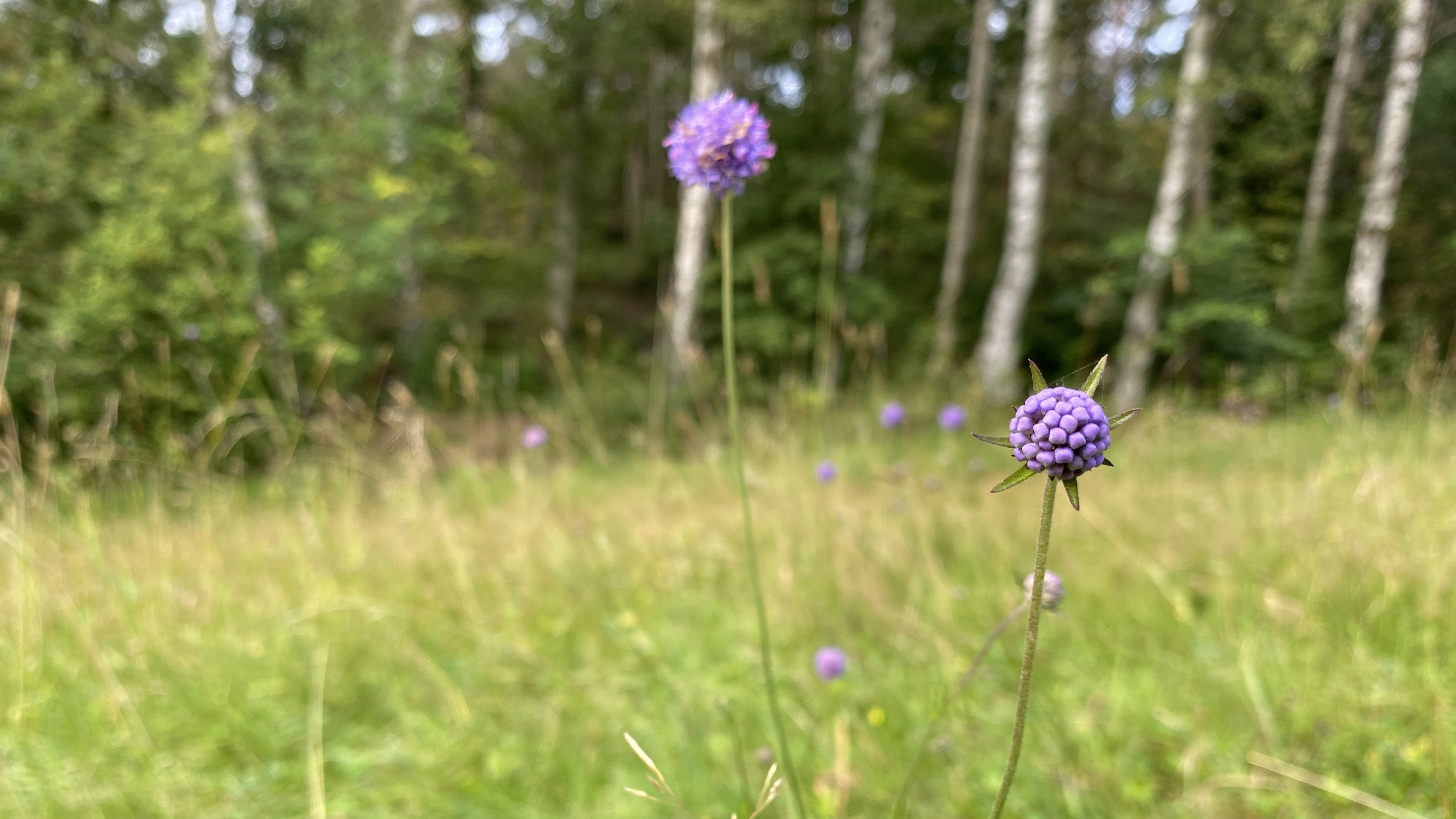 Slottsskogens djurpark i ett europeiskt samarbete för pollinatörer