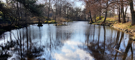 Träd som speglas i Hästhagsdammen.