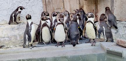 En grupp pingviner står i en klunga vid kanten av en bassäng.