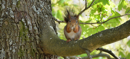 Ekorre sitter på en gren.