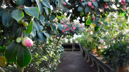 Kamelior som växer över en gång.