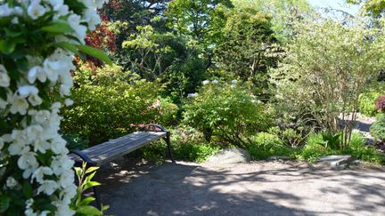 En parkbänk omgiven av grönska.