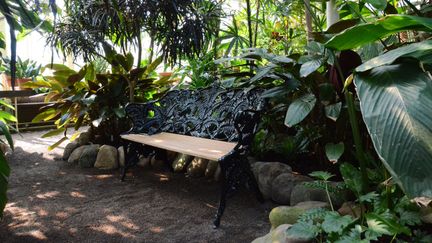 Bänk omgiven av gröna växter.