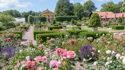 Rosa rosor i förgrunden, med flera rosplanteringar i bakgrunden.