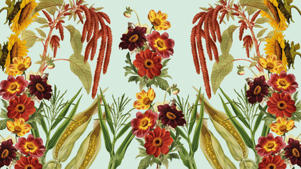 Ett collage med illustrationer av majs, amarant och dahlia 