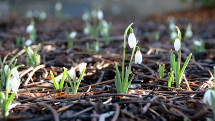 Snö på marken utanför Palmhuset, en solig vinterdag.