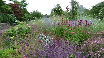Fält av växter och blommor i olika färger.