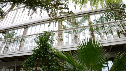 Vitt balkongräcke inne i Palmhuset, med gröna palmer runt omkring.