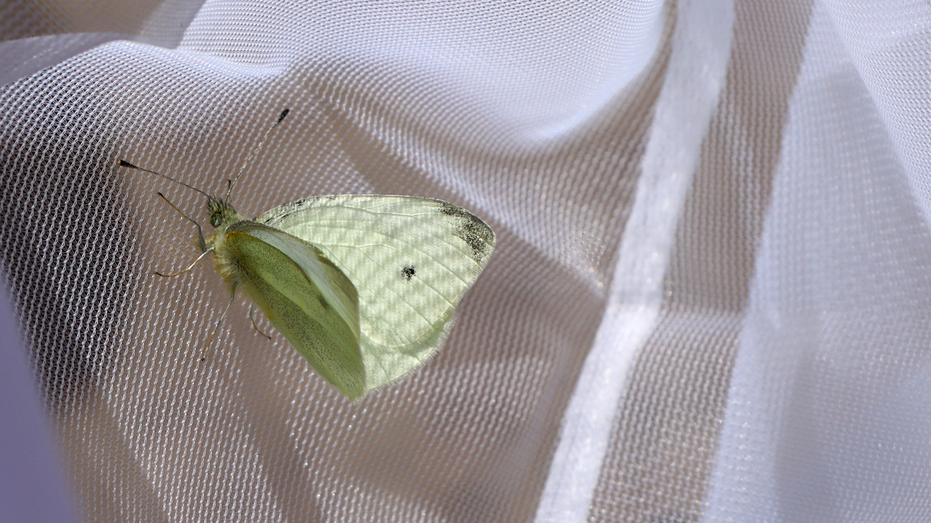 Växter och pollinatörer inventeras när Trädgårdsföreningen låter ängsytor växa upp