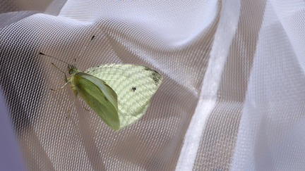 Växter och pollinatörer inventeras när Trädgårdsföreningen låter ängsytor växa upp