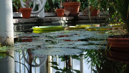 Näckrosblad i en damm.