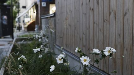 Växande blommor mot husvägg