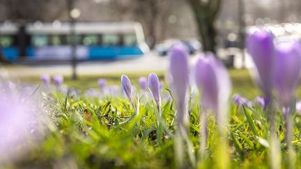 Krokusar och en spårvagn i bakgrunden. Foto: Lo Birgersson.