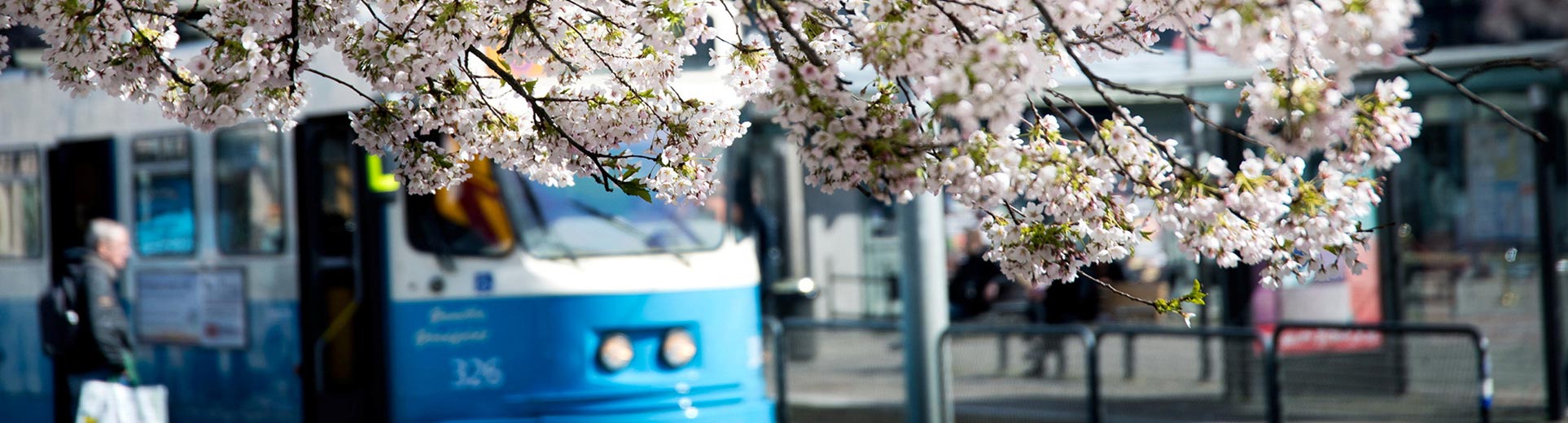 En spårvagn skymtar bakom ett blommande körsbärsträd vid Järntorget. 