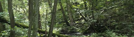 Skog och naturområde