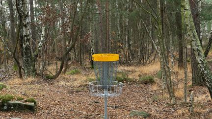 Discgolfkorg i skogsmiljö