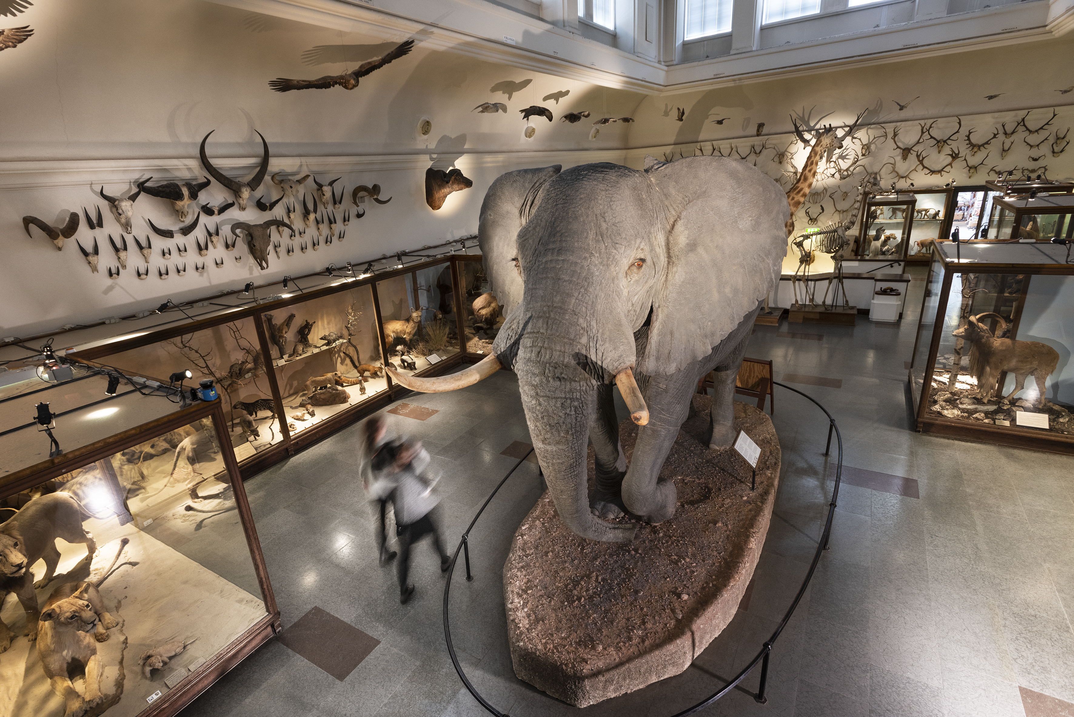 Bild på elefanten från Naturhistoriska museet
