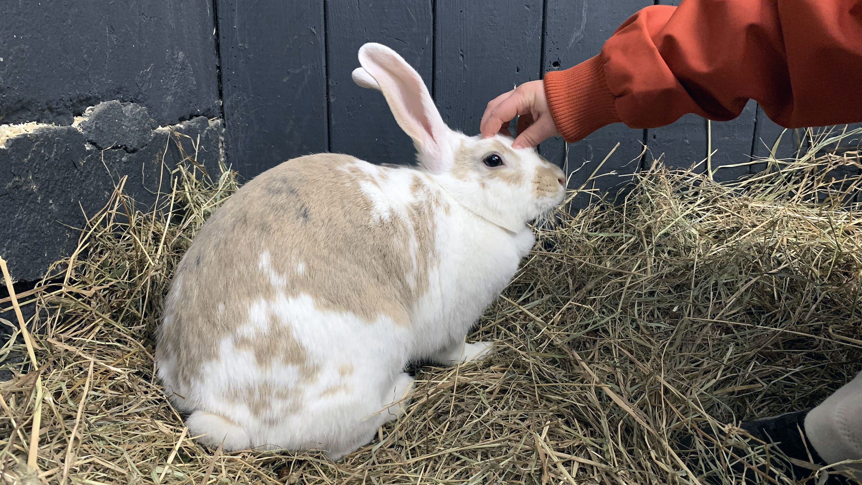 Kanin som blir klappad av barnhand 