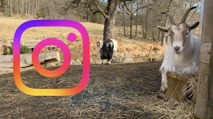 Foto på en vit get i en hage, fler getter i bakgrunden. En instagramsymbol täcker delar av bilden.