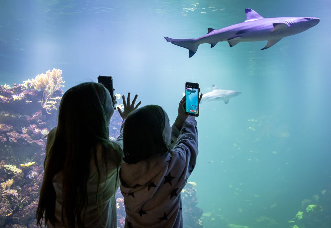Barn tittar på hajar i Akvariet