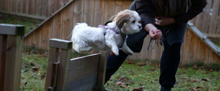 En hund hoppar över ett hinder.