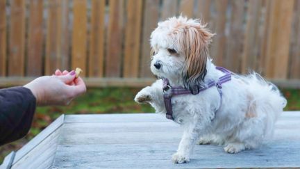 En person tränar en hund och belönar med godis.