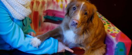 En person borstar en hund.