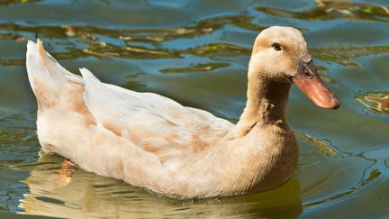 Swedish yellow duck in water.
