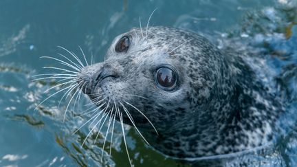 Närbild på en knubbsäl som tittar upp ur vattnet.