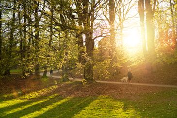 Vår i Slottsskogen på en solig dag.