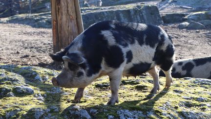 Ett Linderödssvin som är vitt med stora svarta fläckar.