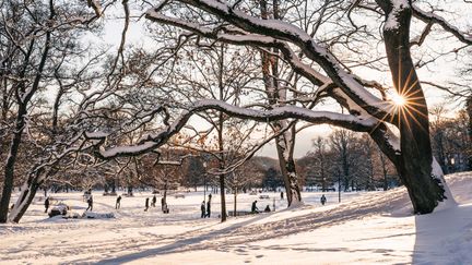 Snö i Slottsskogen på en solig dag.