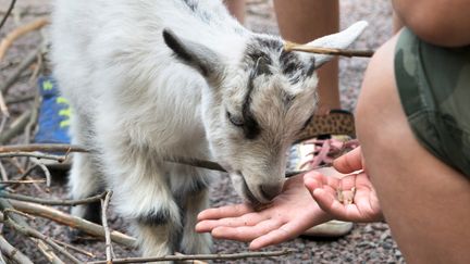 En killing äter ur handen på en besökare.