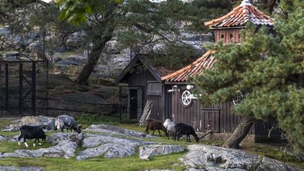 Flera får står i en hage och äter gräs.