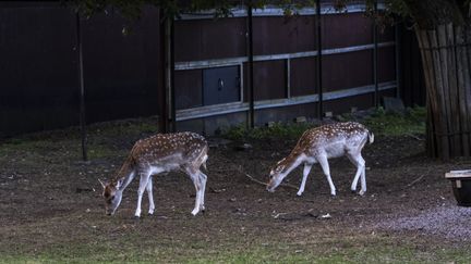 Two young fallow deer eating grass.