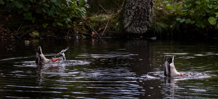 Dammarna i Slottsskogen restaureras och får nytt liv