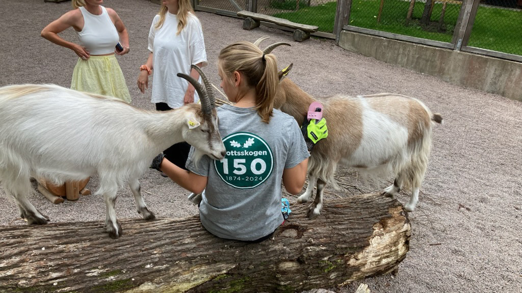 Djurvårdare på Barnens Zoo klappar två getter. 