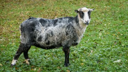 Helsinge sheep.