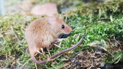 Brun mus på gräsunderlag.