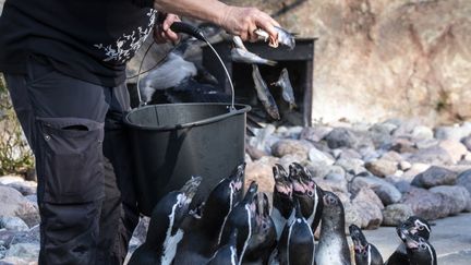 Flera pingviner samlas runt en djurvårdare med en hink fisk.