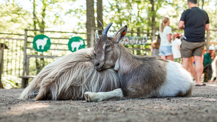 Getter myser på Barnens zoo