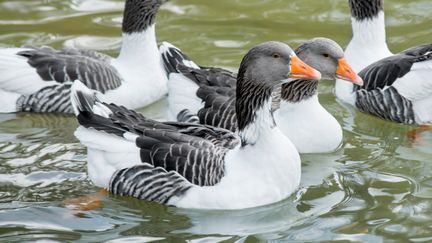 Öland geese swimming together.