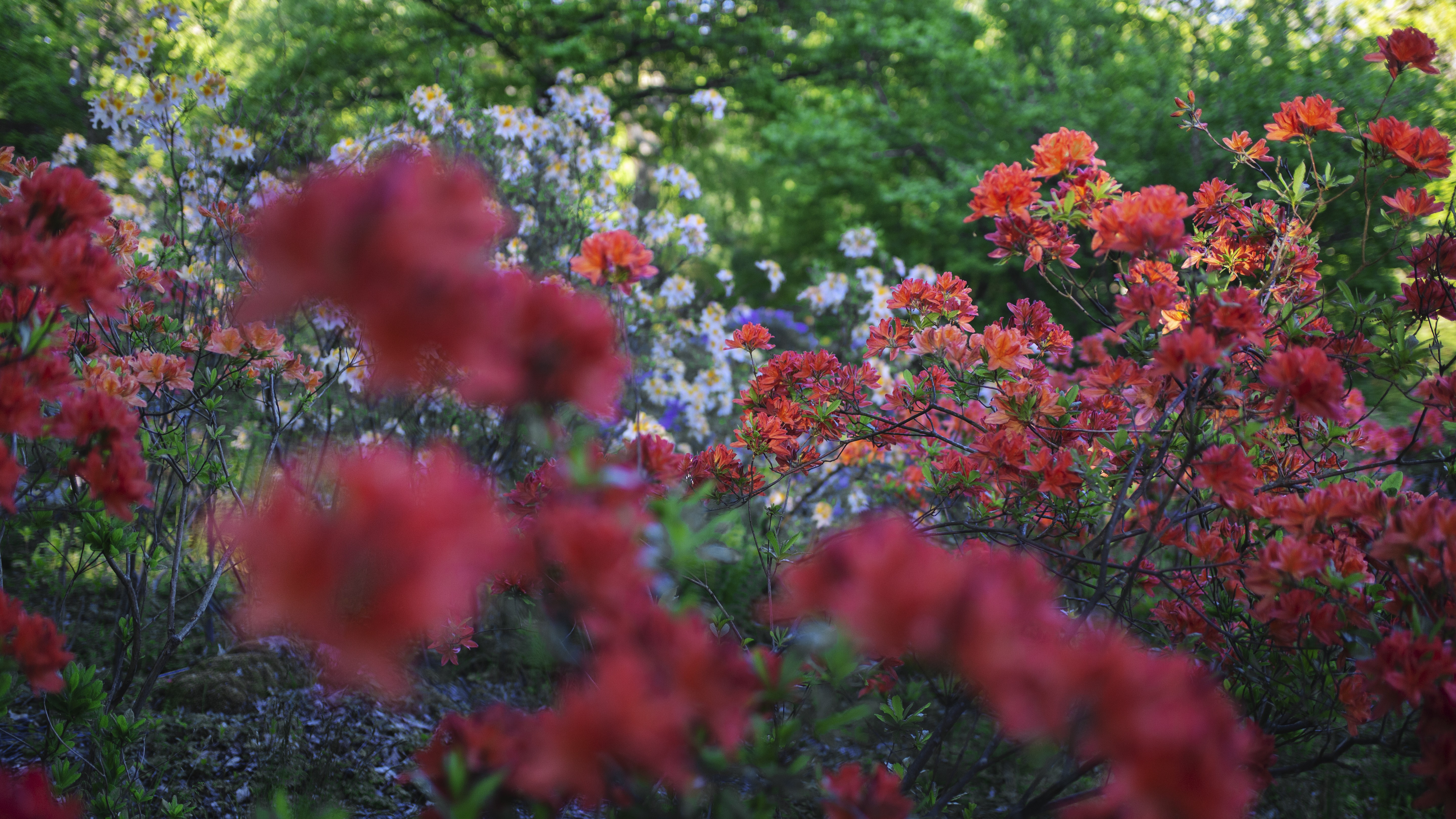 Blommande röda och vita azaleor 