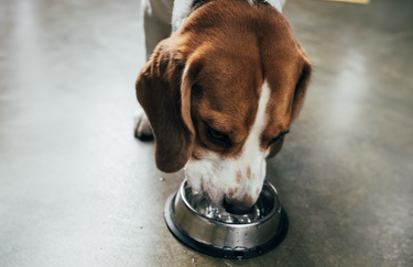 En hund dricker vatten ur sin skål