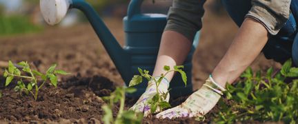 En person planterar växter.