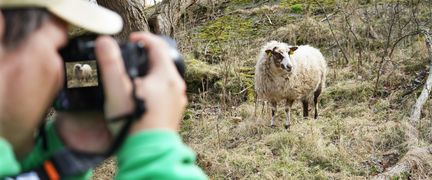 En person fotograferar ett får.