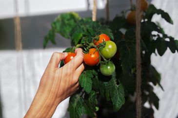 En hand som plockar tomater från en planta