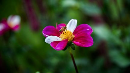 Ett bi sitter på en rosa och vit blomma